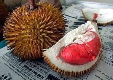 Durian merah 