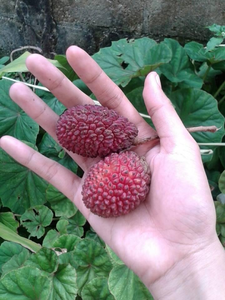 Buah 